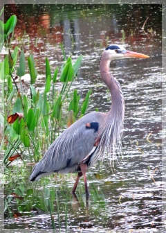 great blue heron