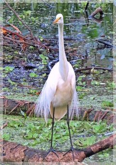 great egret