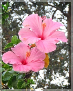 hibiscus