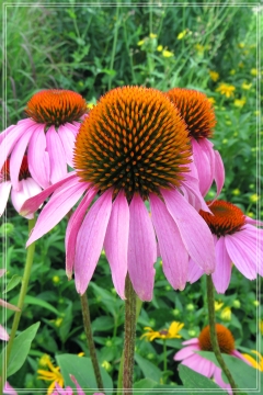 purple cone flower