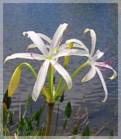 swamp lily