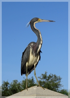 tri-colored heron