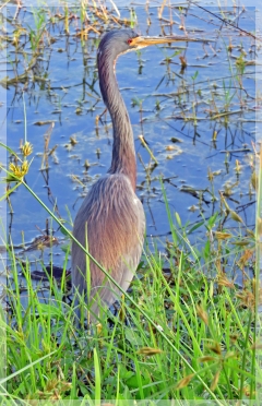 tri-colored heron