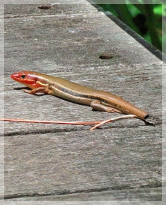 five-lined southwestern skink