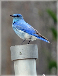 mountain blue bird