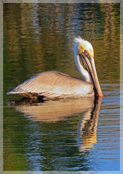 brown pelican
