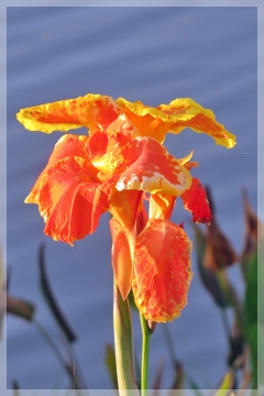 canna - bandana of the everglades
