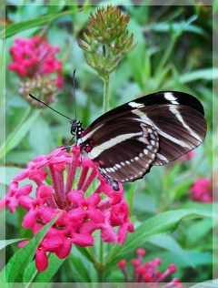 zebra longwing butterfly
