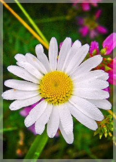 oxeye daisy