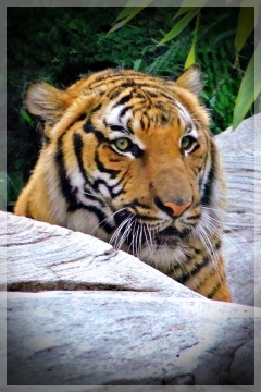 tiger