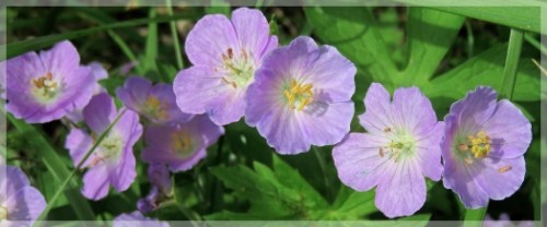 wild geranium
