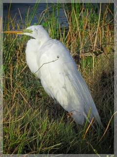 great egret