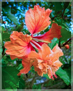 hibiscus