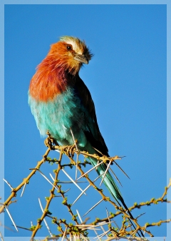 lilac breasted roller