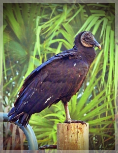 black vulture