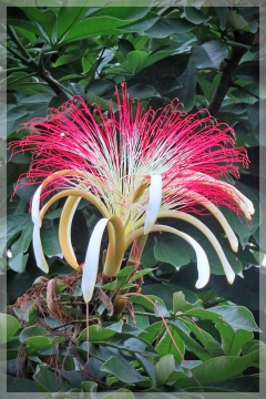 money tree - pachira acquatica