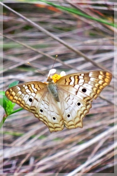 white peacock butterfly