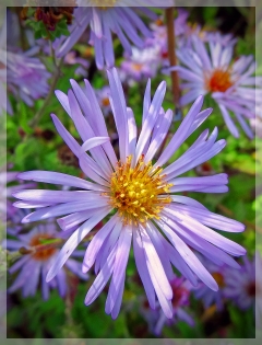 climbing aster