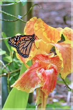 monarch butterfly