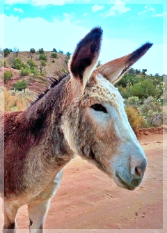 donkey