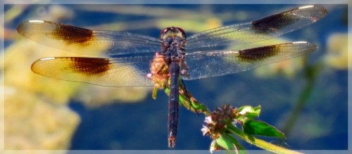dragonfly