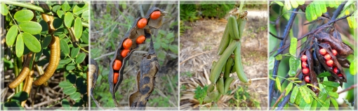 fabaceae pods