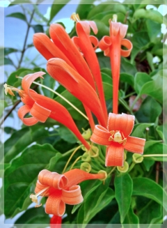 flame vine