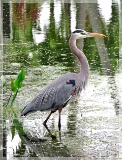 great blue heron