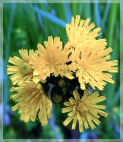 yellow hawkweed