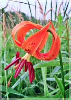 turk's cap lily