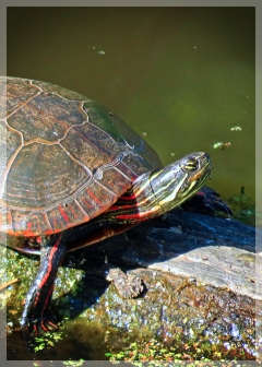 turtle