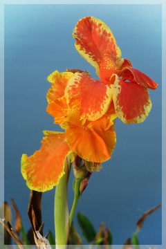 canna - bandana of the everglades