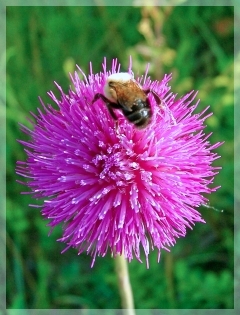 bee on clover
