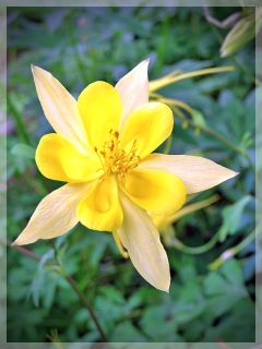 columbine