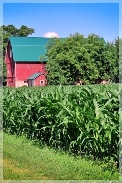 Illisnois corn field - farm