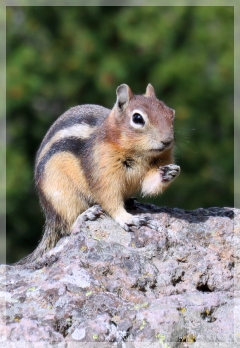 golden mantled ground squirrel