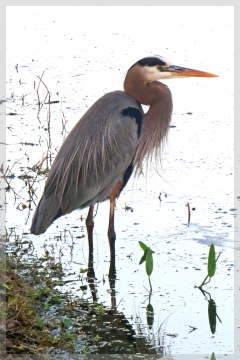 great blue heron