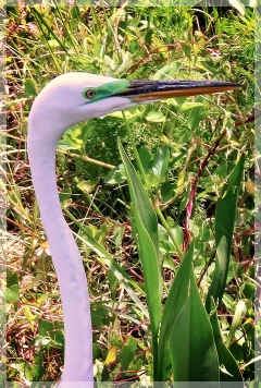 great egret - breeding lores