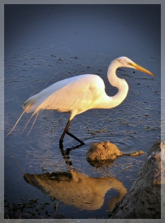 great egret