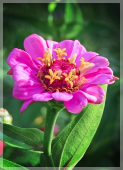zinnia