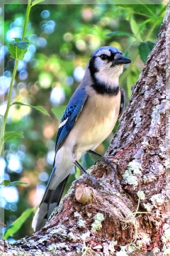 blue jay