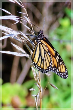 monarch butterfly