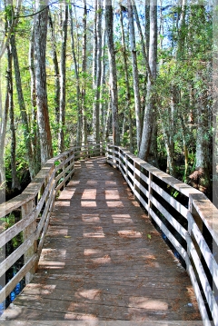 corkscrew swamp sanctuary
