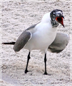 laughing gull