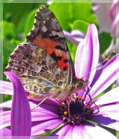 painted lady butterfly