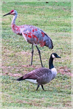 sandhill crane - canadian goose