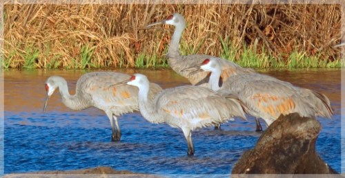 sandhill cranes
