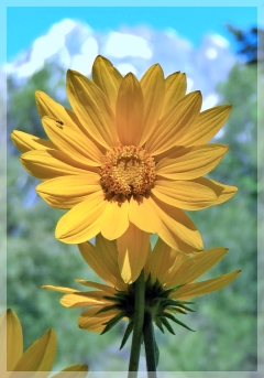 sunflower