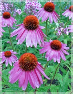 purple coneflower