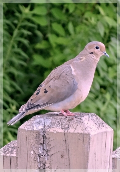 mourning dove